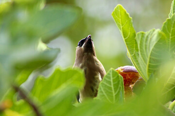 Bandit Bird Eating Fig 05
