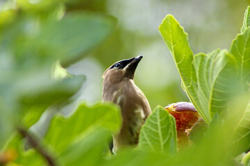 Obraz premium Bandit Bird Eating Fig 06