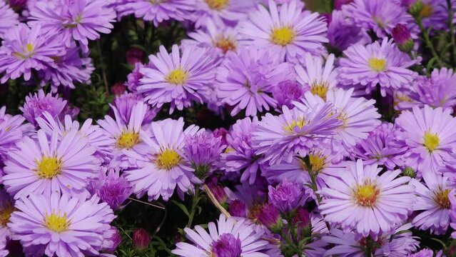 autumn aster flowering in the garden, bees on the flower