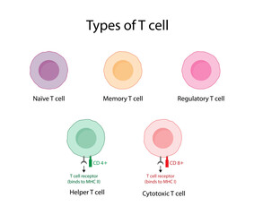 Types of T cell. Naive, regulatory and memory T Cell, helper T cell and cytotoxic T cell, CD Antigen Types., CD4 And CD8. Vector Illustration.	
 - obrazy, fototapety, plakaty