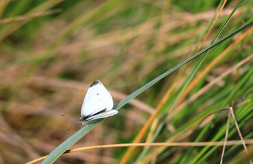 Small white (butterfly) in in North Holland dune reserve. Castricum, the Netherlands, Europe.
