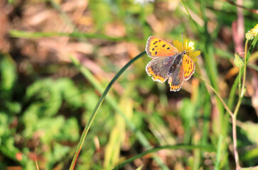 Small copper (butterfly) in in North Holland dune reserve. Castricum, the Netherlands, Europe. 