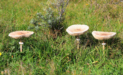 Common giant parasols in North Holland dune reserve. Castricum, the Netherlands, Europe. 