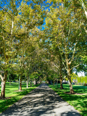 Tall city park trees in Boise with a sidewalk leading through