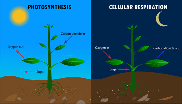Diagram of Photosynthesis vs cellular respiration