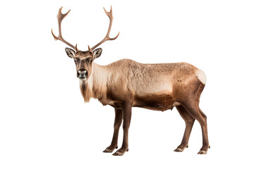 Caribou isolated on a transparent background. Animal left side view portrait.	