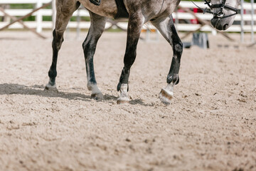 Chestnut horse with white leg markings walking on the sand, four-beat gait, close up shot.