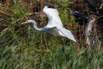 Great egret (Ardea alba) or the common egret