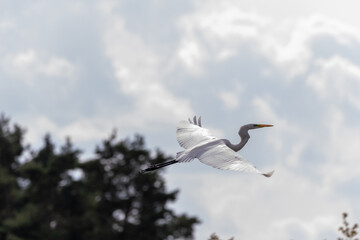 Great egret (Ardea alba) or the common egret