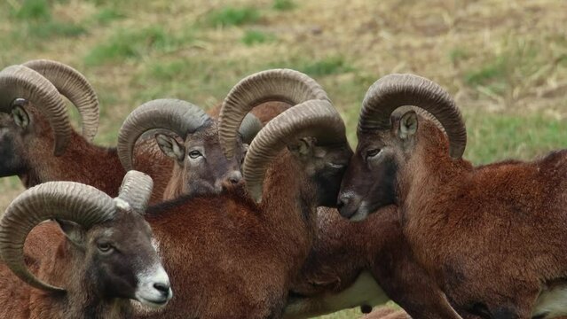 A flock of mouflons (Ovis gmelini) in the autumn season on grass field interacting with each other	
