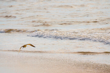 Seascape. A tranquil scene of sea, sand beach, and a flying bird, copy space