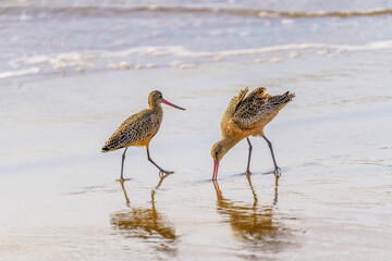 Marbled godwit on the beach at sunset. A close-up portrait of a large shorebird, California Coastline