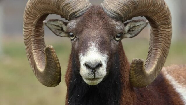 Close up of Mouflon, ram head looking into the camera on sunny day in Autumn