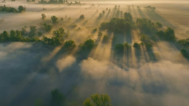 Fog nature sun morning river forest view lanscape travel foggy