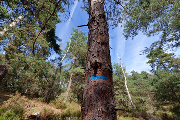Blue sign on Pine tree. Apremont gorges in Fontainebleau forest
