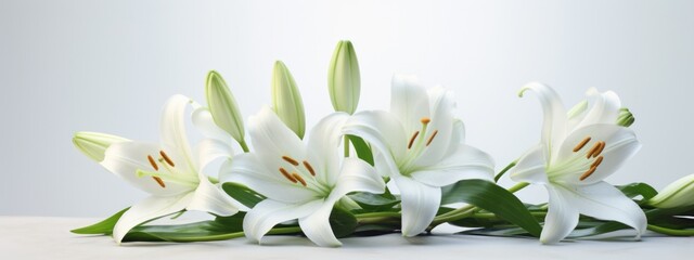 Fototapeta na wymiar Beautiful White Lily Flowers on Light Background
