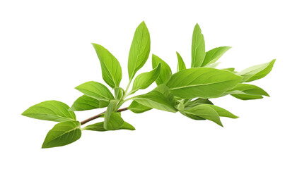 Fototapeta premium fresh green leaves isolated on transparent background cutout