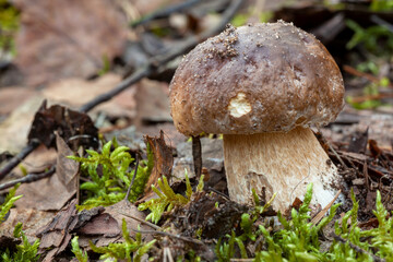 Penny bun mushroom (Boletus edulis) growing in natural forest. Edible wild fungi. Poland, Europe. 