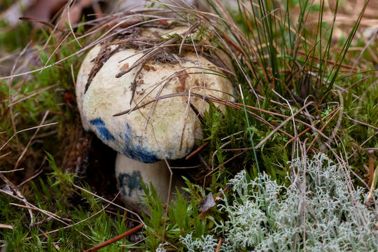 Bluing bolete mushroom (Gyroporus cyanescens) in nature forest. Poland, Europe.