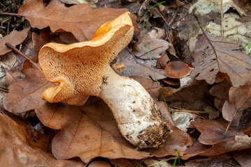 Hydnum repandum wild edible mushroom harvested in natural forest. Poland, Europe.