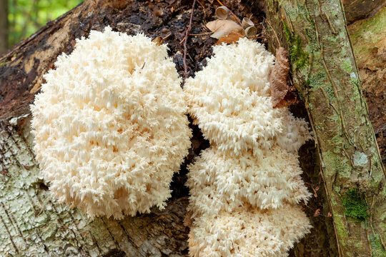 Coral tooth fungus (Hericium) in natural environment. Poland, Europe.