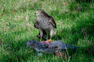 Sparrowhawk, accipiter nisus, with pigeon prey