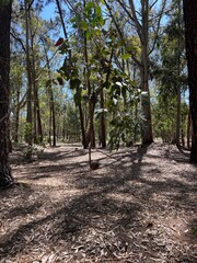 path in the woods in a uruguaian park. Parque natural uruguayo con árboles, pinos y eucaliptos