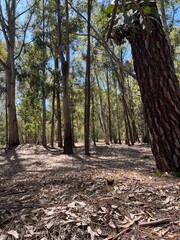 Bosques Uruguay, Parque natural uruguayo con árboles, pinos y eucaliptos