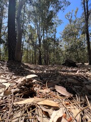 Parque natural uruguayo con árboles, pinos y eucaliptos. Forest Uruguay 