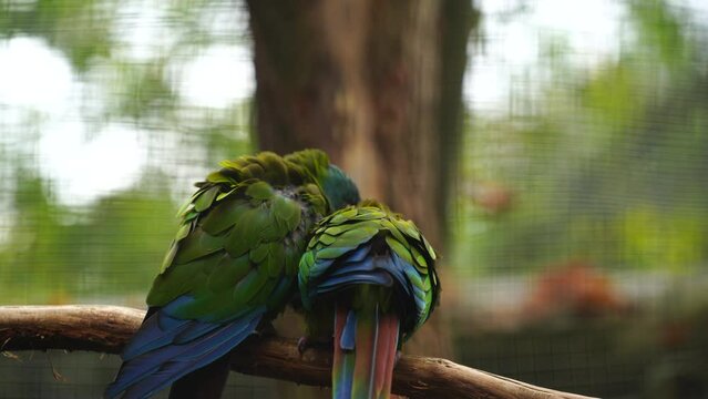 Blue headed Macaw in zoo