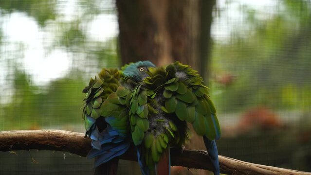 Blue headed Macaw in zoo