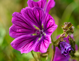 purple flower of common mallow (also cheeses, high or tall mallow) (Malva sylvestris)