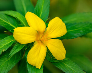 yellow flower of ramgoat dashalong (Turnera ulmifolia) aka yellow alder