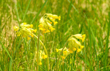 yellow flowers of common cowslip (Primula veris) aka cowslip primrose