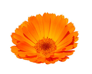 orange pot marigold (Calendula officinalis) flower detail isolated on white
