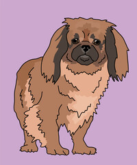 Pekingese Dog Standing Front View
