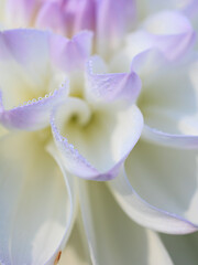 Drops of dew on the delicate petals of a white and lilac dahlia flower macro