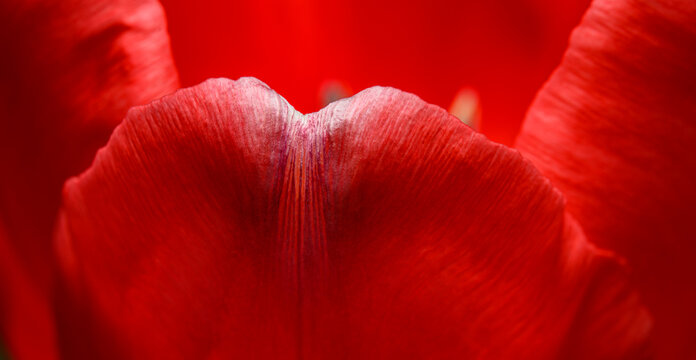 single red tulip flower petal detail