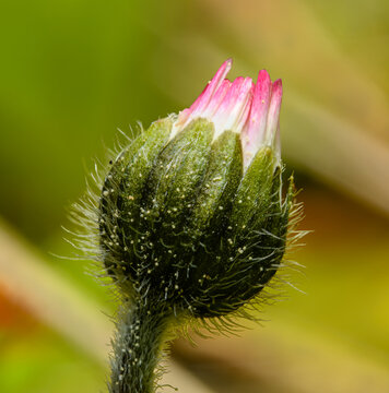 flower bud detail of white pink common daisy, known as lawn, English, or bruisewort (Bellis perennis)