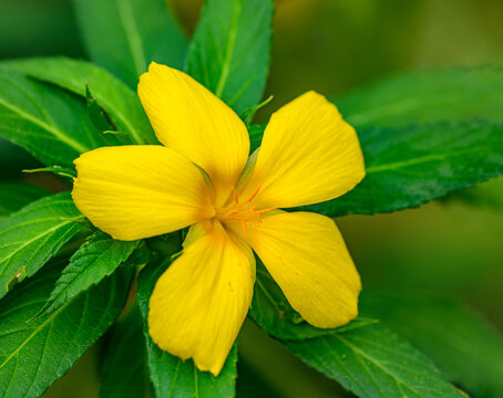 yellow flower of ramgoat dashalong (Turnera ulmifolia) aka yellow alder