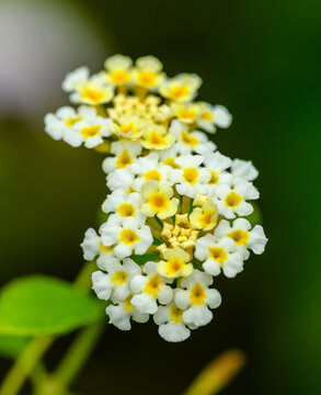 white yellw inflorescence of common lantana (Lantana camara)