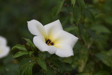 turnera subulata or what is called the eight o'clock flower