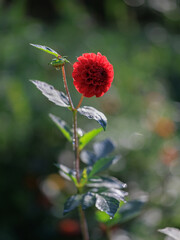 Red flower in the garden