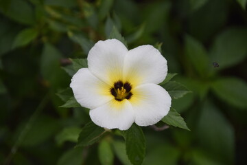 turnera subulata or what is called the eight o'clock flower