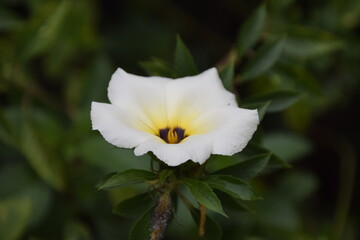 Fototapeta premium turnera subulata or what is called the eight o'clock flower