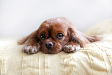 Cute dog, cavalier spaniel resting on yellow blanket - 659104451