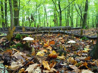 Two poisonous mushrooms pale toadstool on the background of leaves and hornbeam forest. Poisonous mushrooms in natural conditions among fallen leaves.