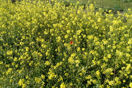 Amapola en campo de flores amarillas