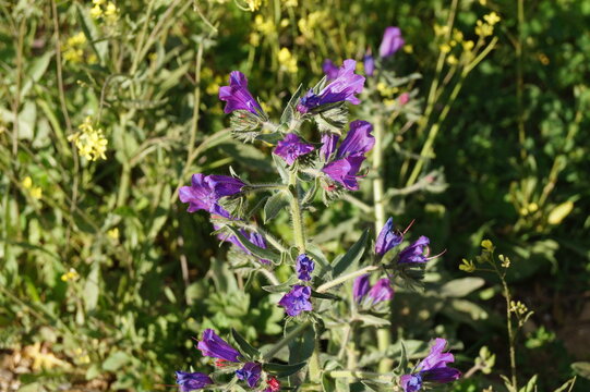 Viborera (Echium plantagineum L.)