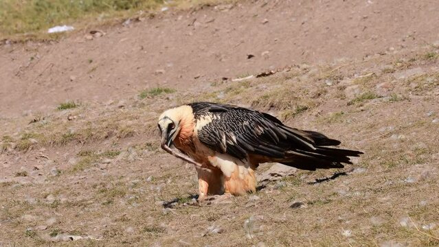 Bearded Vulture in the Pyrenees, Spain.